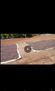 Cocoa seeds for sale