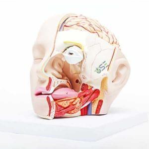 Human medical Head model Manufacturer & Supplier